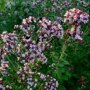 Oregano